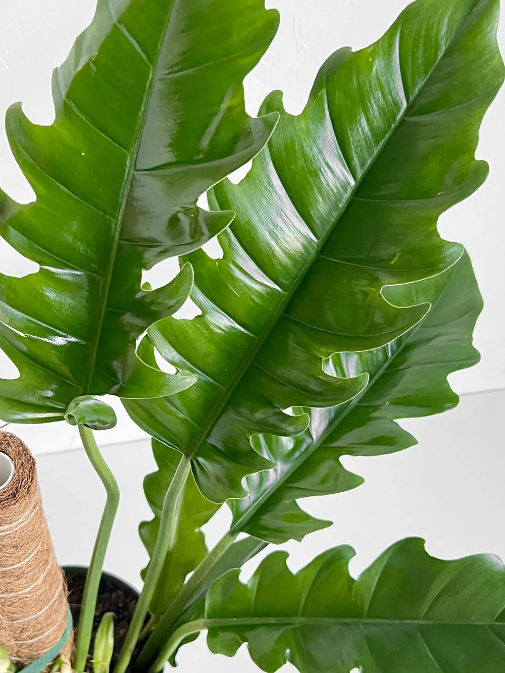 Jungle Boogie Philodendron
