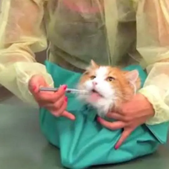 Purrfect Sack Bag